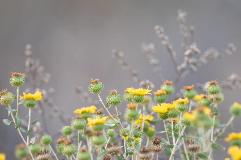 Free stock image of Wildflower blossoms created by Matt Bango