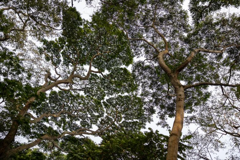 Free stock image of Trees looking up created by Matt Bango