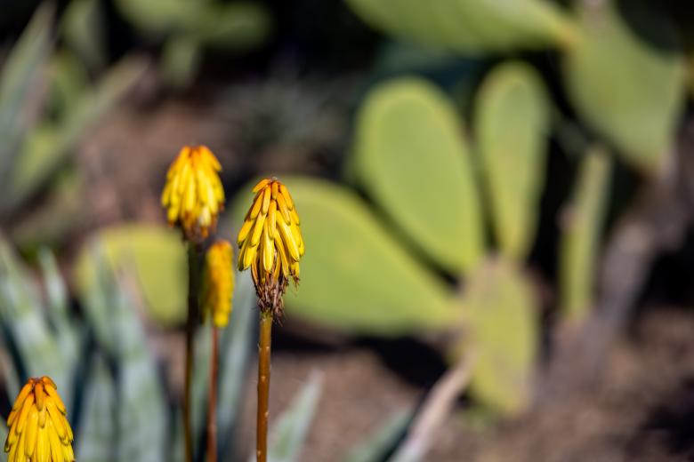Free stock image of Yellow cactus flower created by Matt Bango