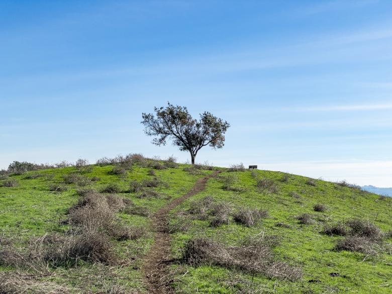 Free stock image of Tree on a hill created by Matt Bango
