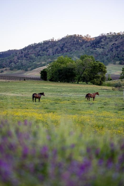 Free stock image of Horses in a field created by Matt Bango