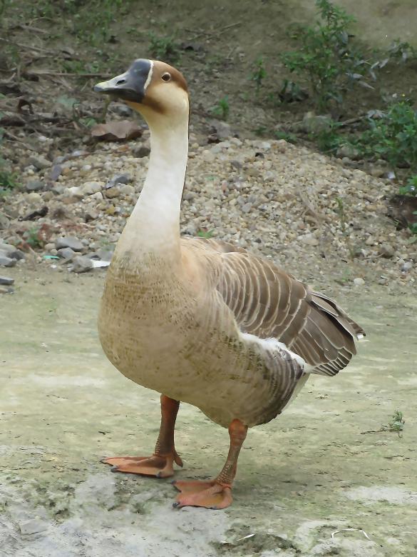 Free stock image of Chinese goose created by sylvester alphonso