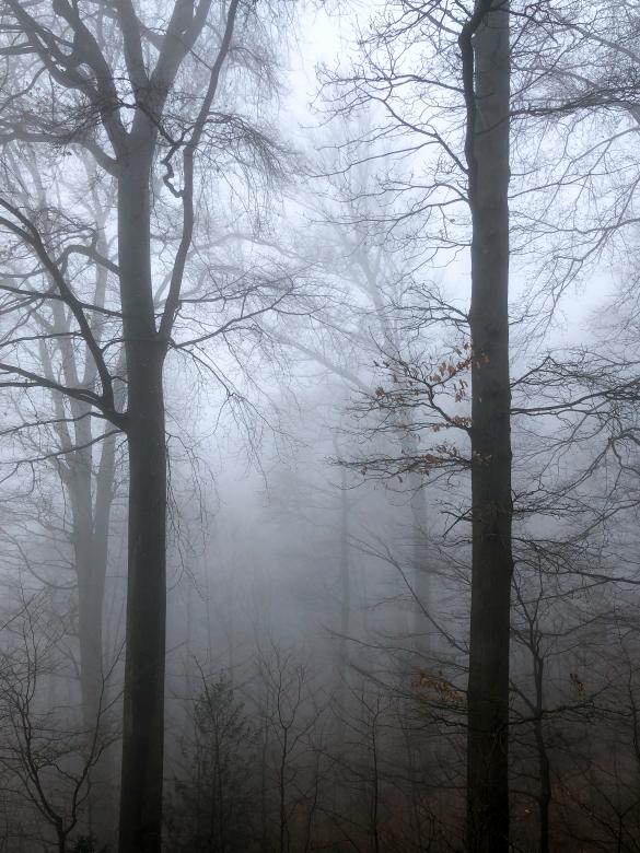 Free stock image of Foggy forest created by Matt Bango