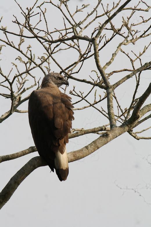 Free stock image of Grey head fish eagle created by sylvester alphonso