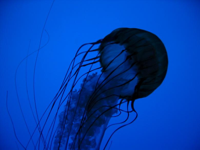Free stock image of Jellyfish created by Secret Agency