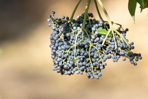 Free Stock Photo of Berries branch nature