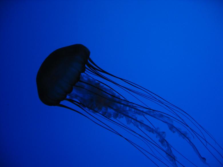 Free stock image of Jellyfish created by Secret Agency