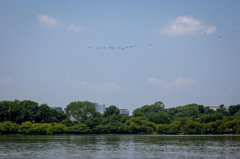 Free stock image of Flock of birds created by Matt Bango