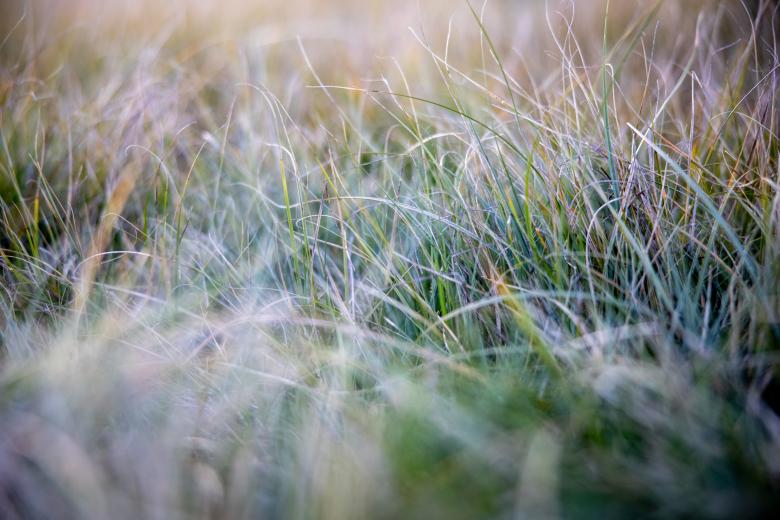 Free stock image of Tall grass background created by Matt Bango