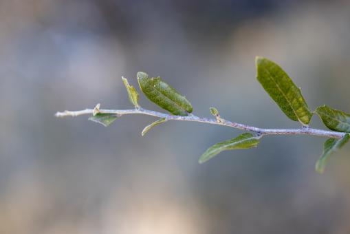 Free Stock Photo of Plant branch