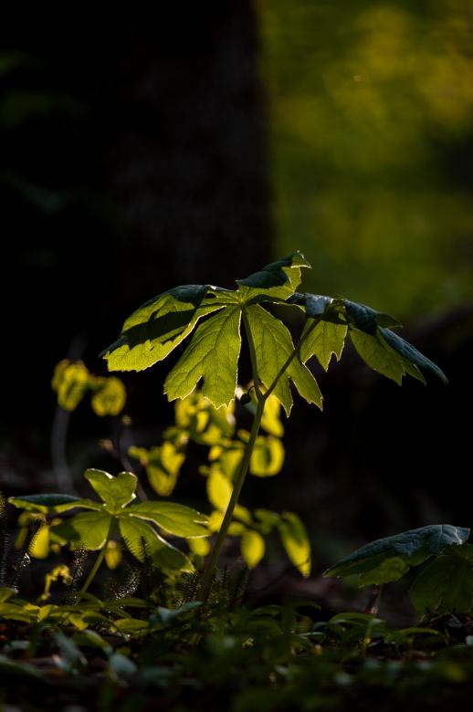 Free stock image of Forest floor growth created by Matt Bango