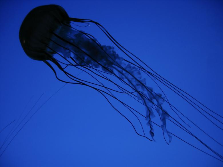 Free stock image of Jellyfish created by Secret Agency