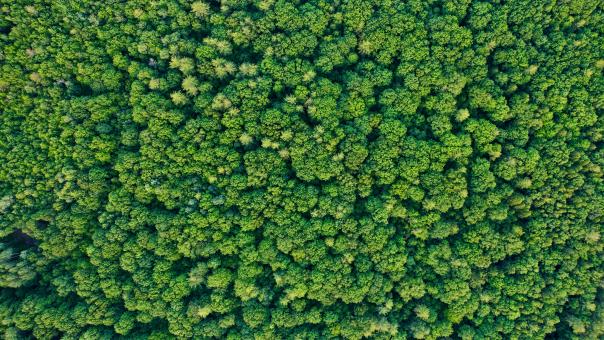 Forest from above - Free Stock Photo