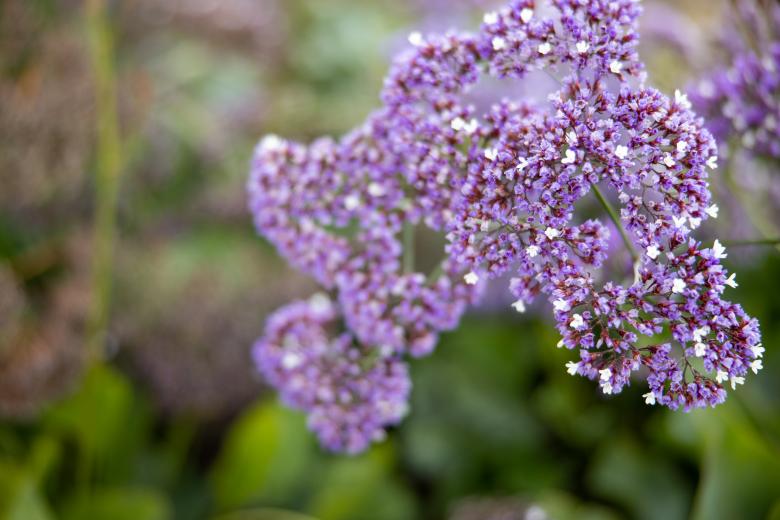 Free stock image of Purple wildflower created by Matt Bango