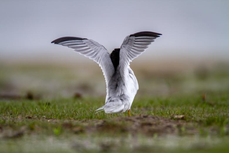 Free stock image of Bird wingspan created by Matt Bango
