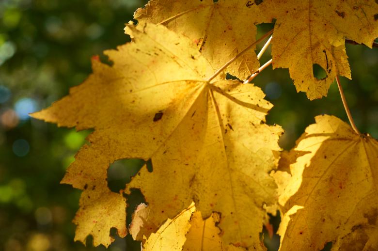 Free stock image of Fall Leaf created by Secret Agency