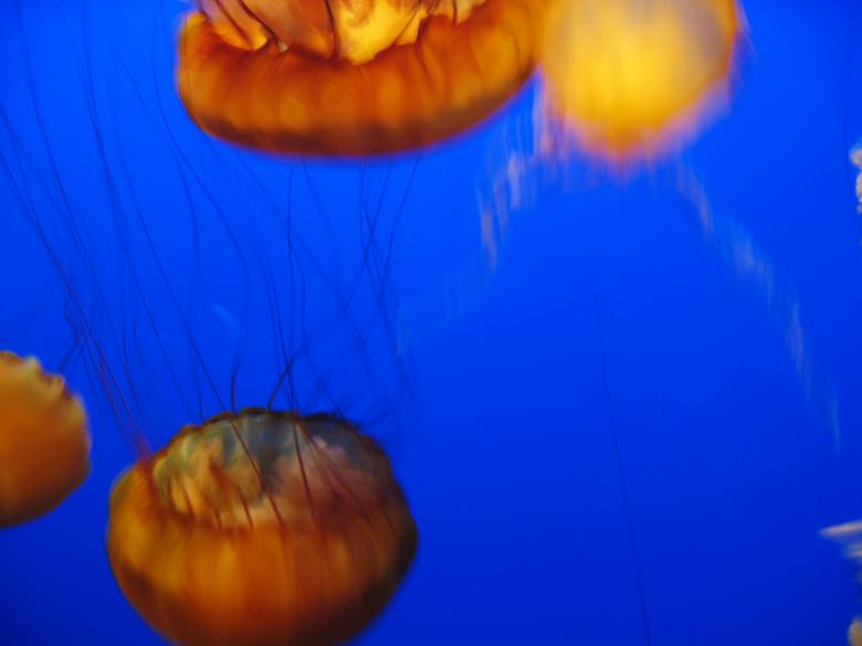 Free stock image of Jellyfish background created by Secret Agency