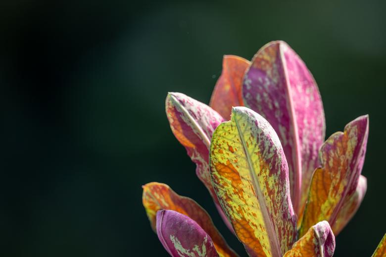 Free stock image of Praying plant created by Matt Bango