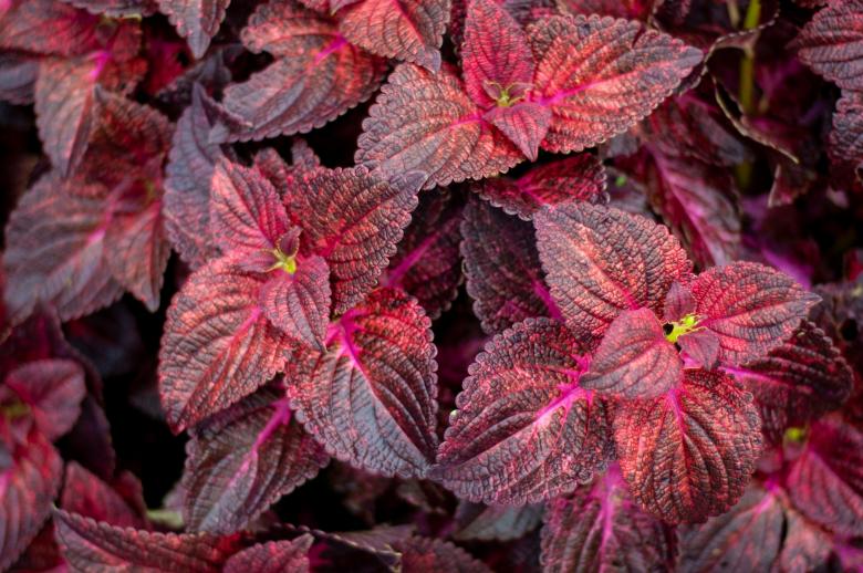 Free stock image of Red leaves background created by Matt Bango