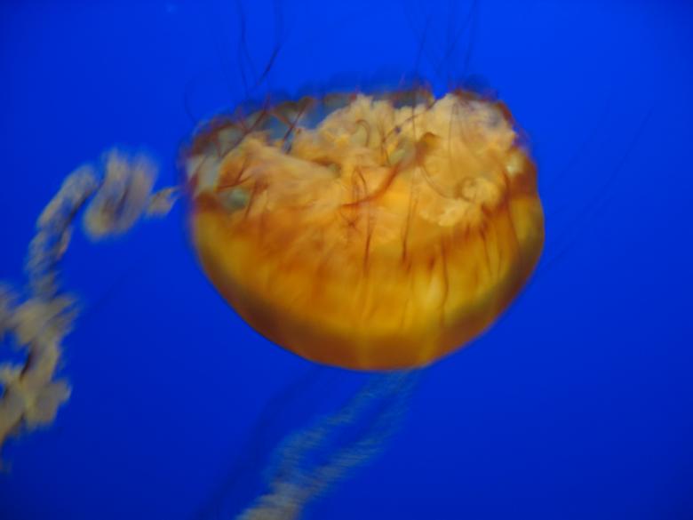 Free stock image of Jellyfish background created by Secret Agency