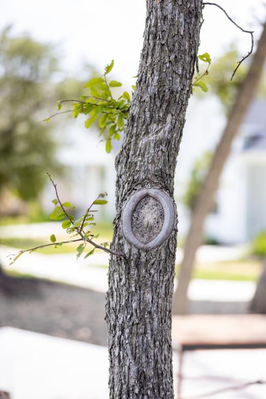 Free stock image of Oak tree created by Matt Bango