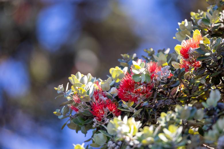 Free stock image of Tropical flowers created by Matt Bango