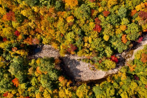 Fall forest aerial - Free Stock Photo