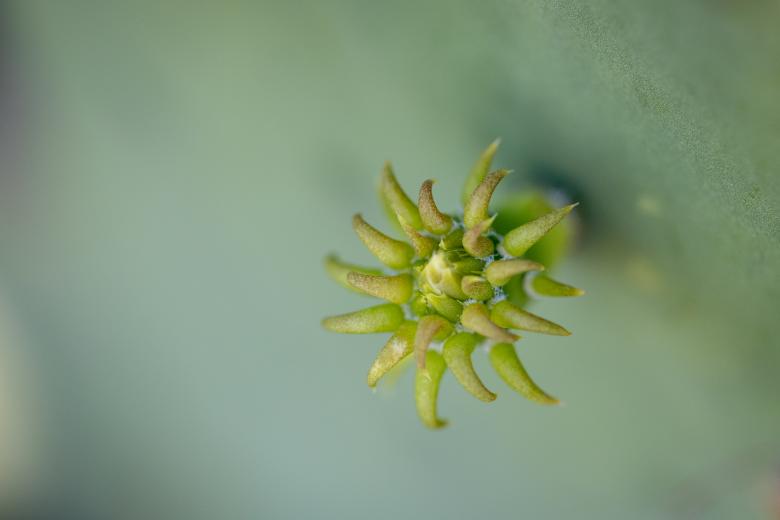 Free stock image of Small cactus plant created by Matt Bango