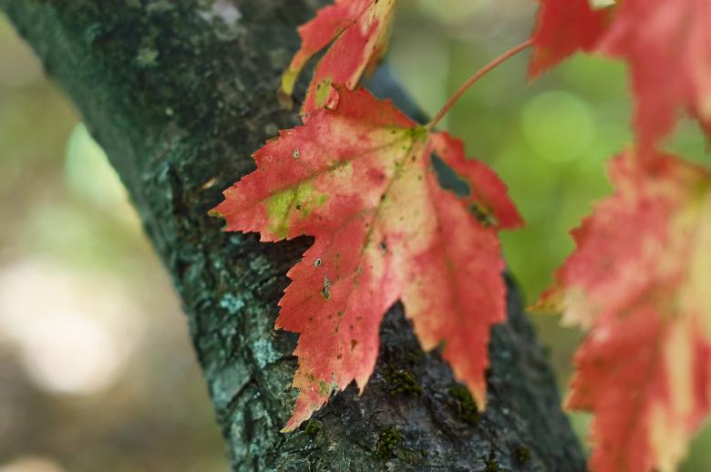 Free stock image of Red Maple Leaf created by Secret Agency