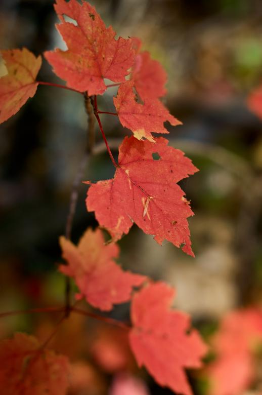 Free stock image of Red Fall Leaves created by Secret Agency