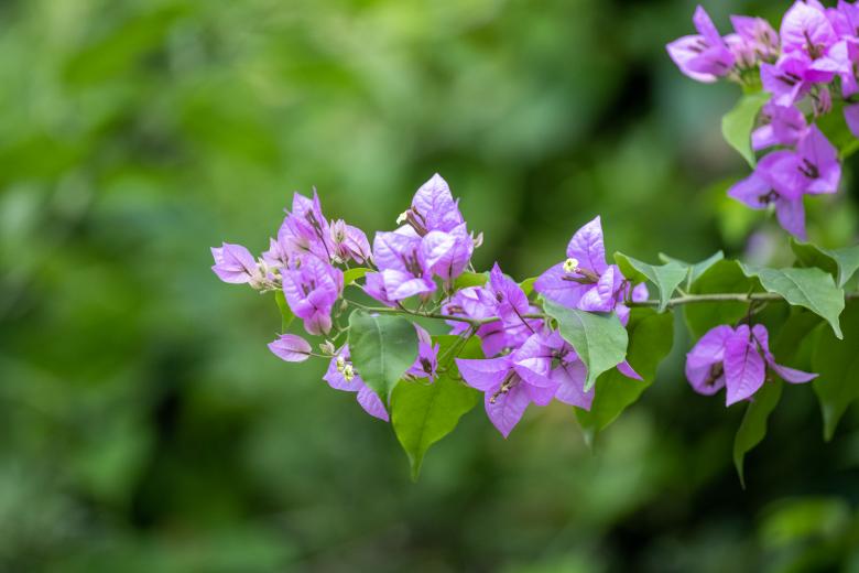 Free stock image of Purple Wildflowers created by Matt Bango