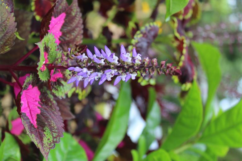 Free stock image of Coleus Scutellarioides Violet flower created by Tona sam