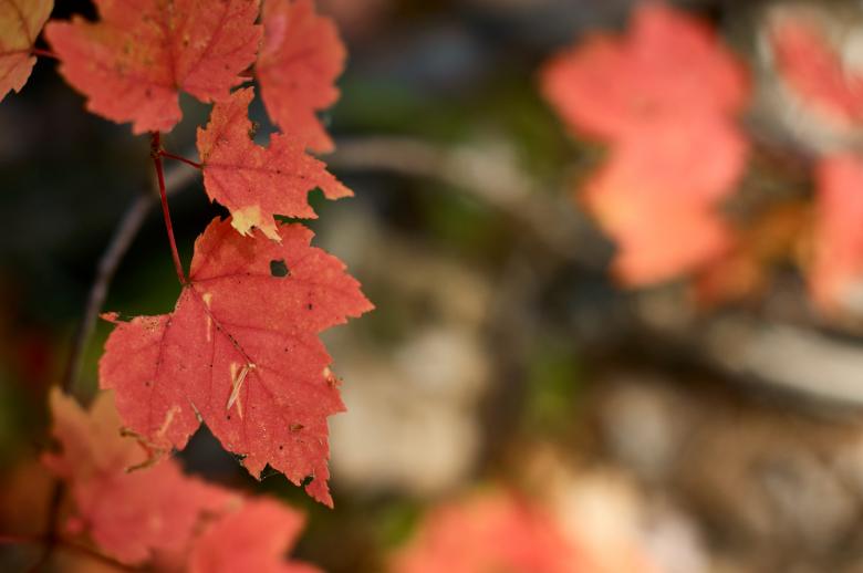 Free stock image of Red fall leaves created by Secret Agency
