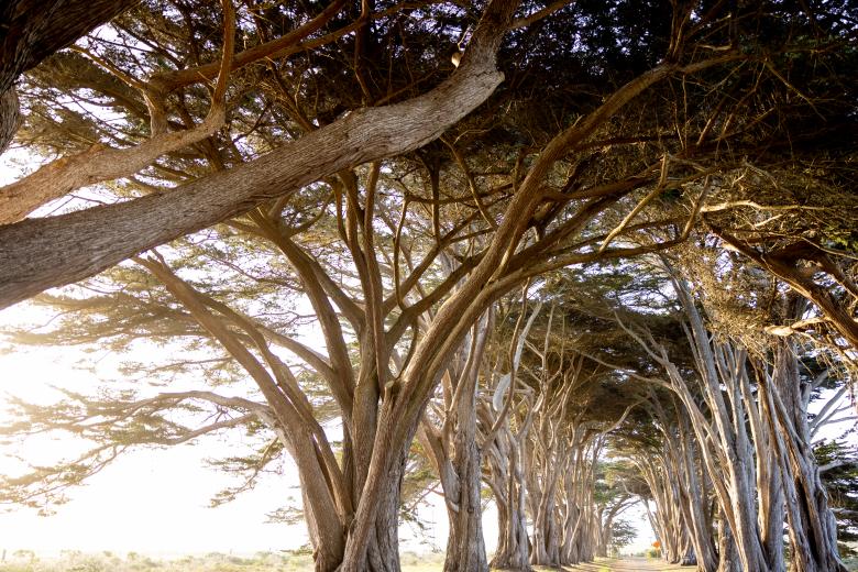 Free stock image of Cypress trees created by Matt Bango