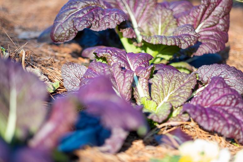 Free stock image of Garden lettuce created by Matt Bango