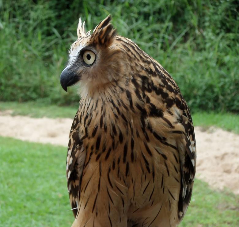 Free stock image of Tawny fish owl created by sylvester alphonso