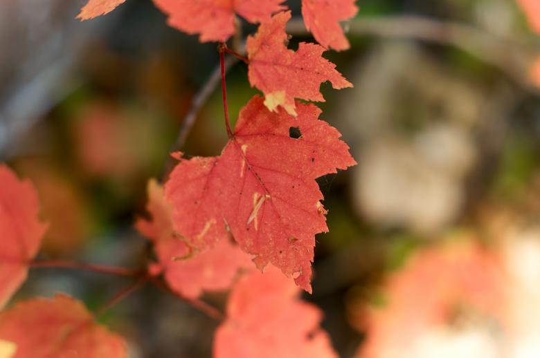 Free stock image of Fall maple leaves created by Secret Agency