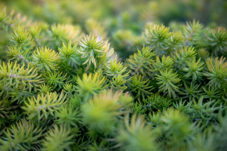 Free stock image of Green plant background created by Matt Bango