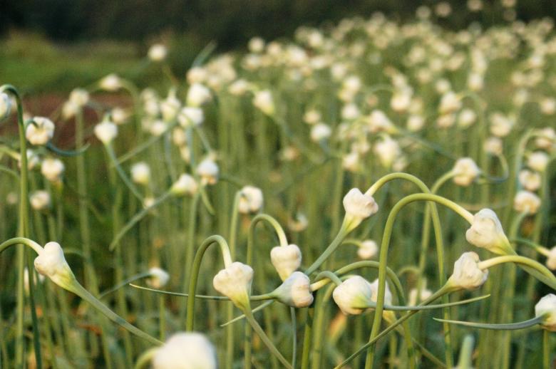 Free stock image of Field of garlic buds created by Secret Agency