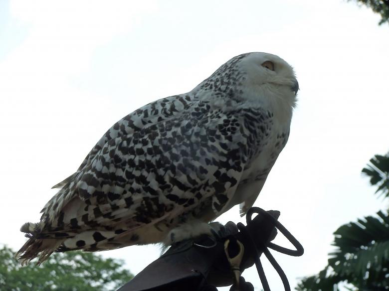 Free stock image of Snowy owl created by sylvester alphonso
