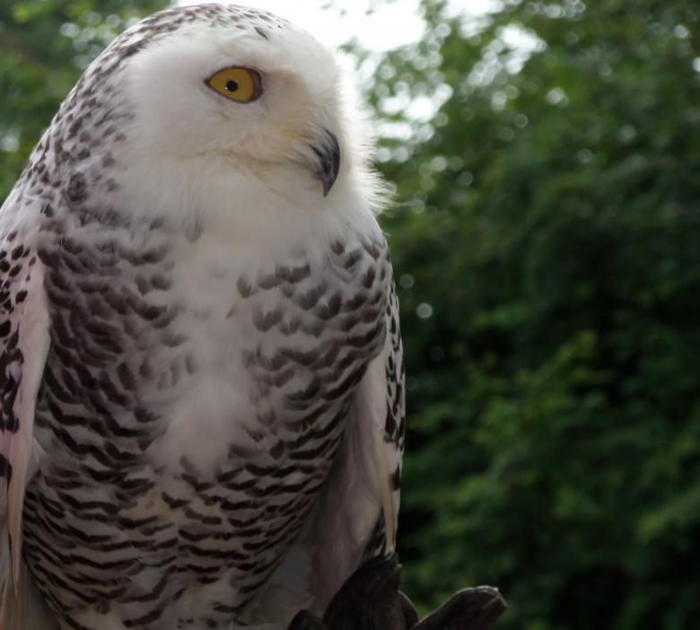 Free stock image of Snowy owl created by sylvester alphonso