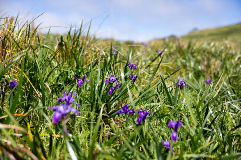Free stock image of Wildflowers field created by Matt Bango