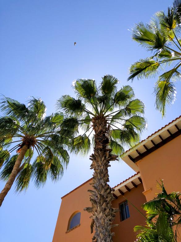 Free stock image of Palm trees sky created by Matt Bango