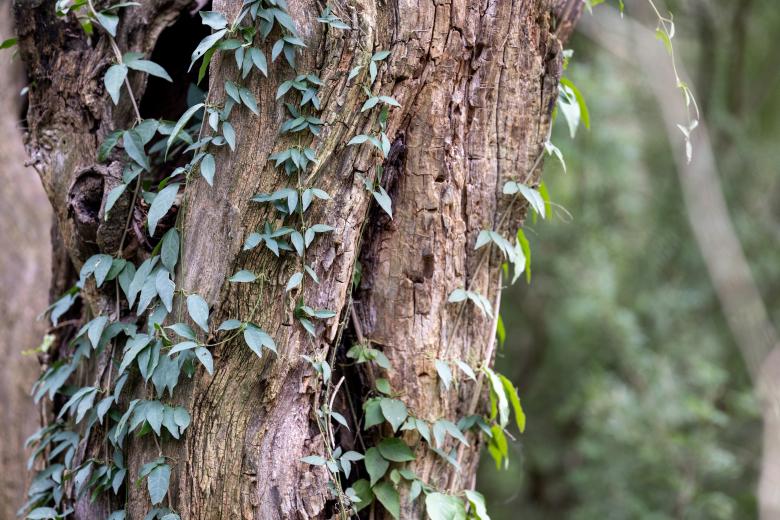 Free stock image of Tree and ivy created by Matt Bango