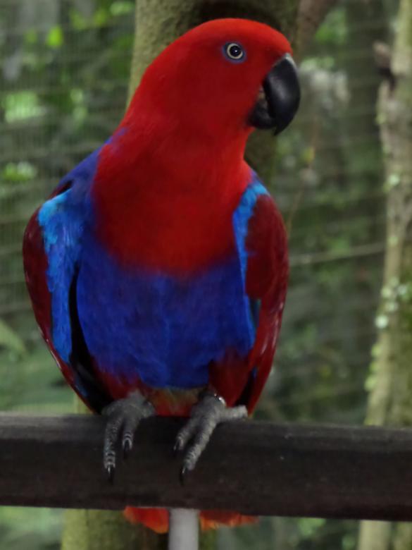 Free stock image of eclectus parrot created by sylvester alphonso