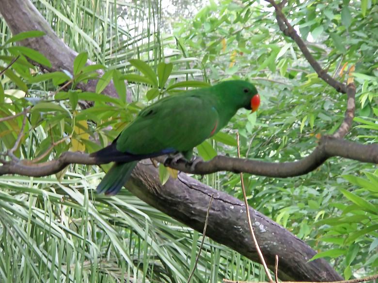 Free stock image of eclectus parrot created by sylvester alphonso