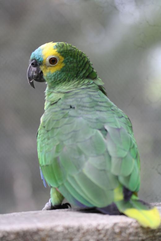 Free stock image of Parrot created by sylvester alphonso