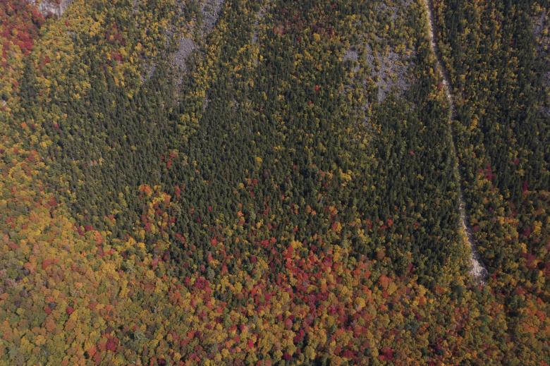 Free stock image of Fall trees from above created by JJ Sky