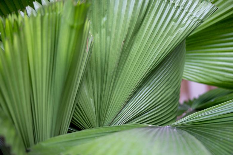 Free stock image of Palm leaves background created by Matt Bango