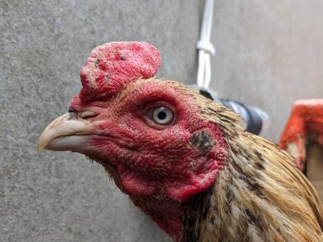 Chicken Hen Close up - Free Stock Photo